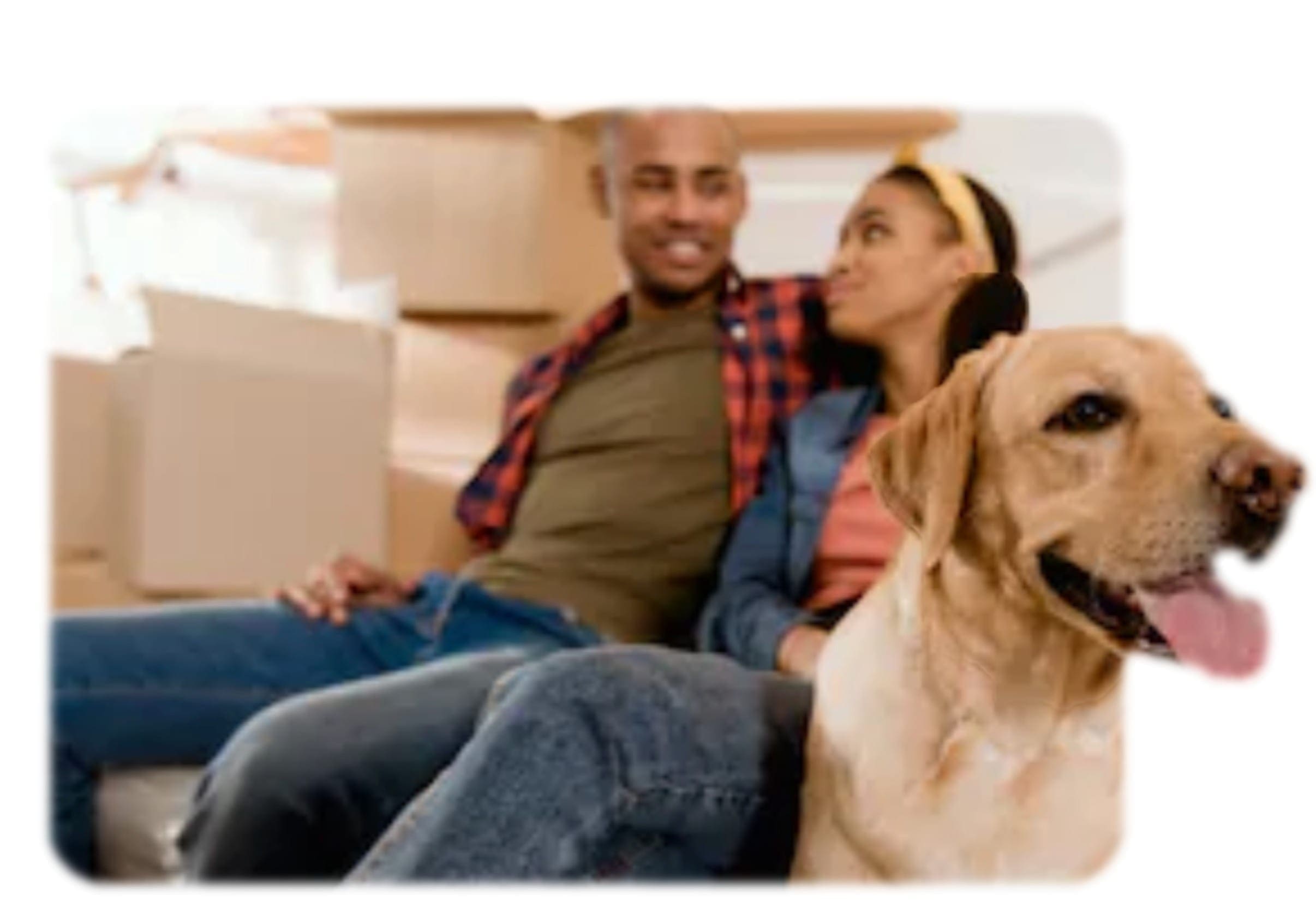 Infographic describing high-level considerations for service and support animals.