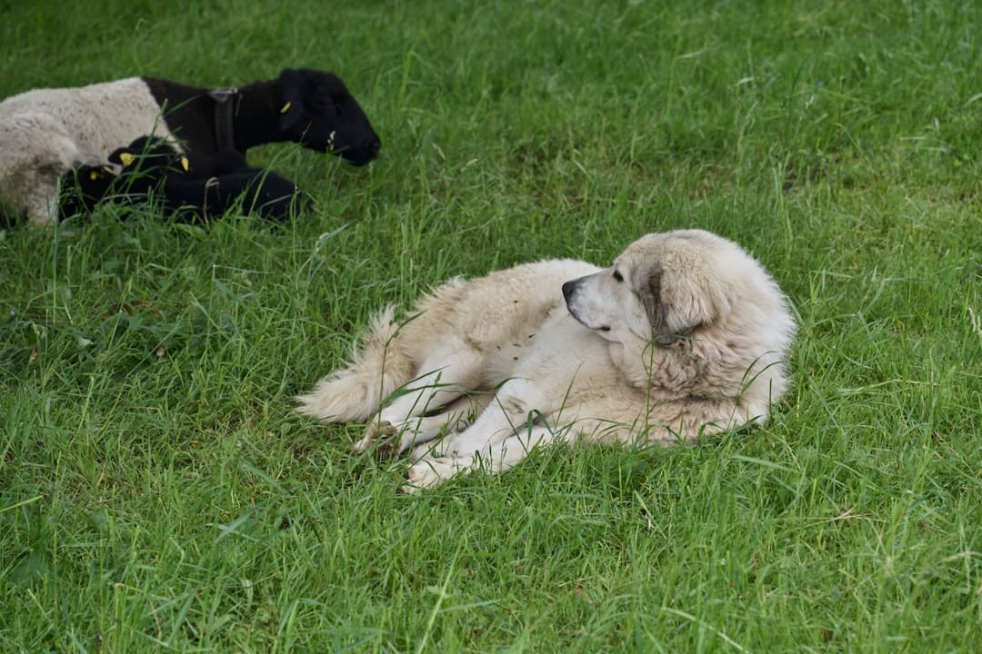 service dog public access. A dog and a sheep are laying in the grass
