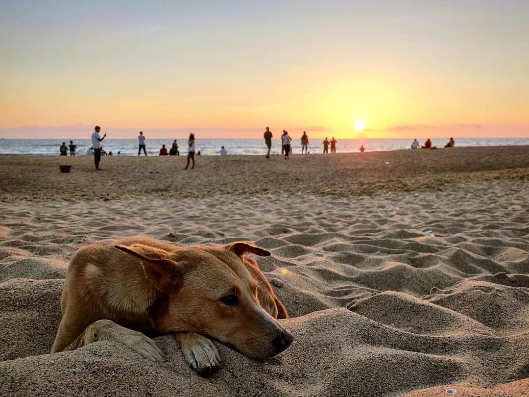 support animals depression. Short-coated tan dog lying on seashore near people during daytime