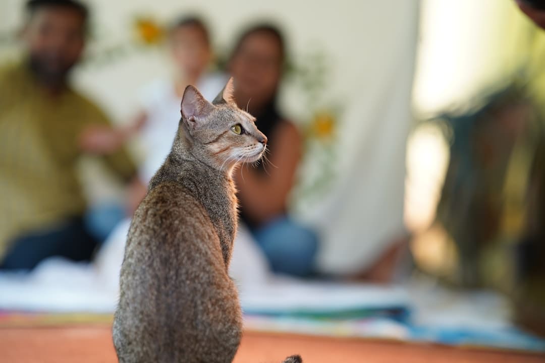 support animals depression. A cat sitting on a table looking up at a person