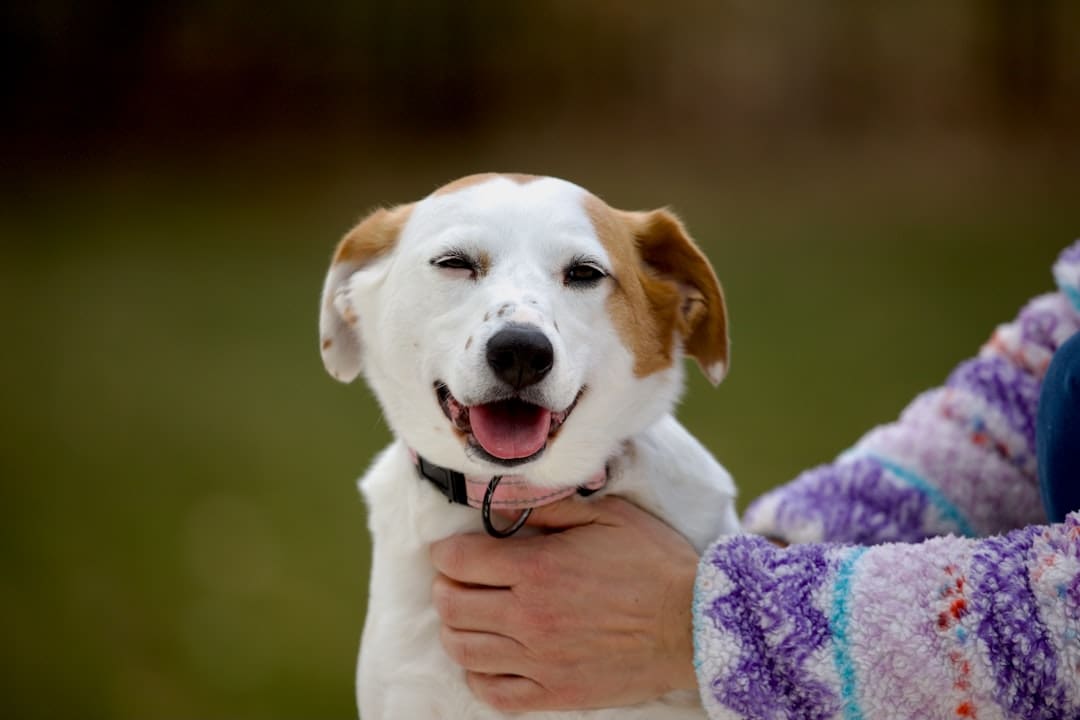 a person holding a dog in their arms
