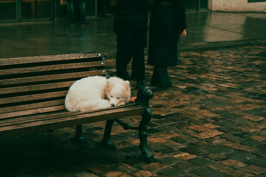 support animal species. A small white dog sleeping on a wooden bench