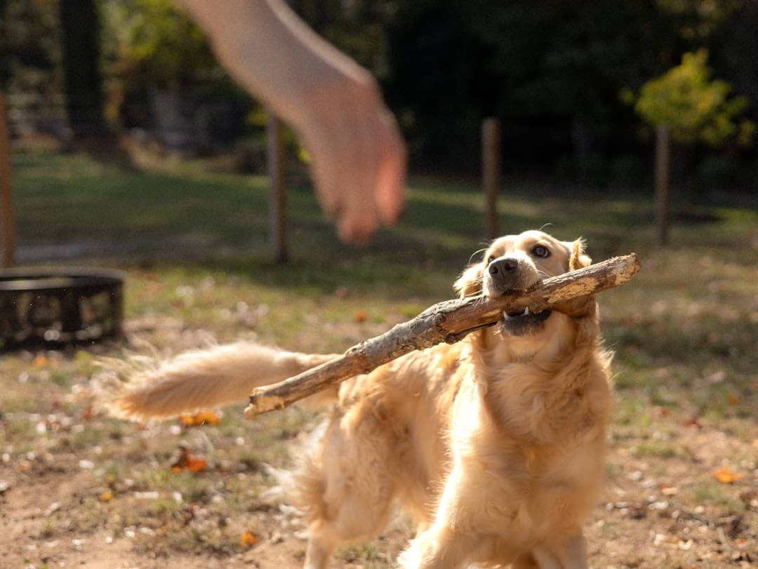 therapy dog service dog support animal. Dog holds a stick while a hand reaches out.