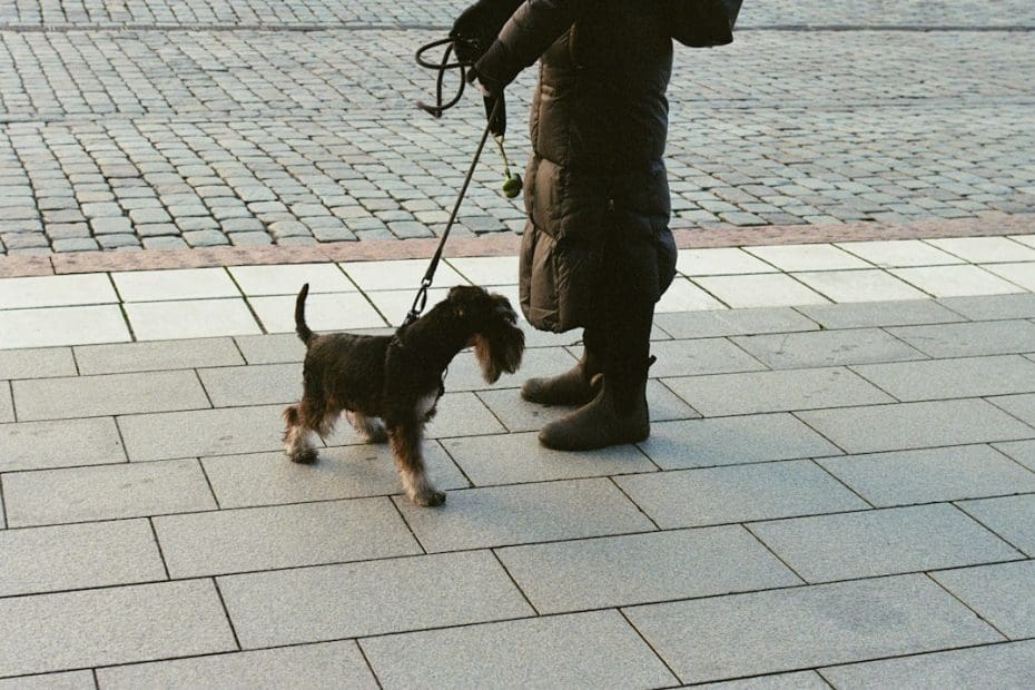 therapy dog service dog support animal — 3 Key Differences Between Therapy Dogs, Service Dogs, and Support Animals