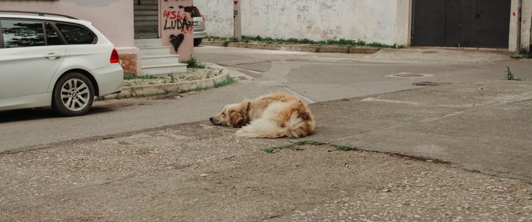 service dog public access. A dog is sleeping on the street.
