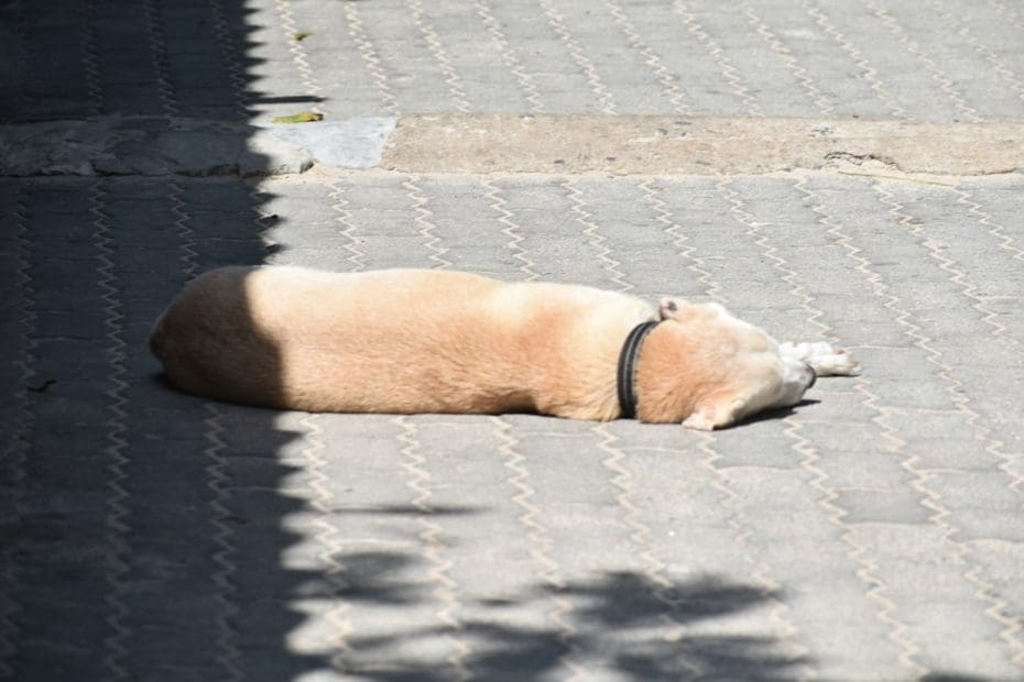 service dog public access — 5 Things People Get Wrong About Service Dog Public Access Rights
