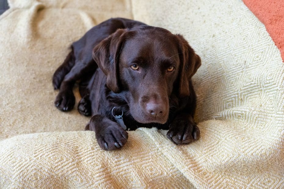 HUD guidance — 7 Key Changes from the HUD Guidance Withdrawal: What Support Animal Owners Need to Know