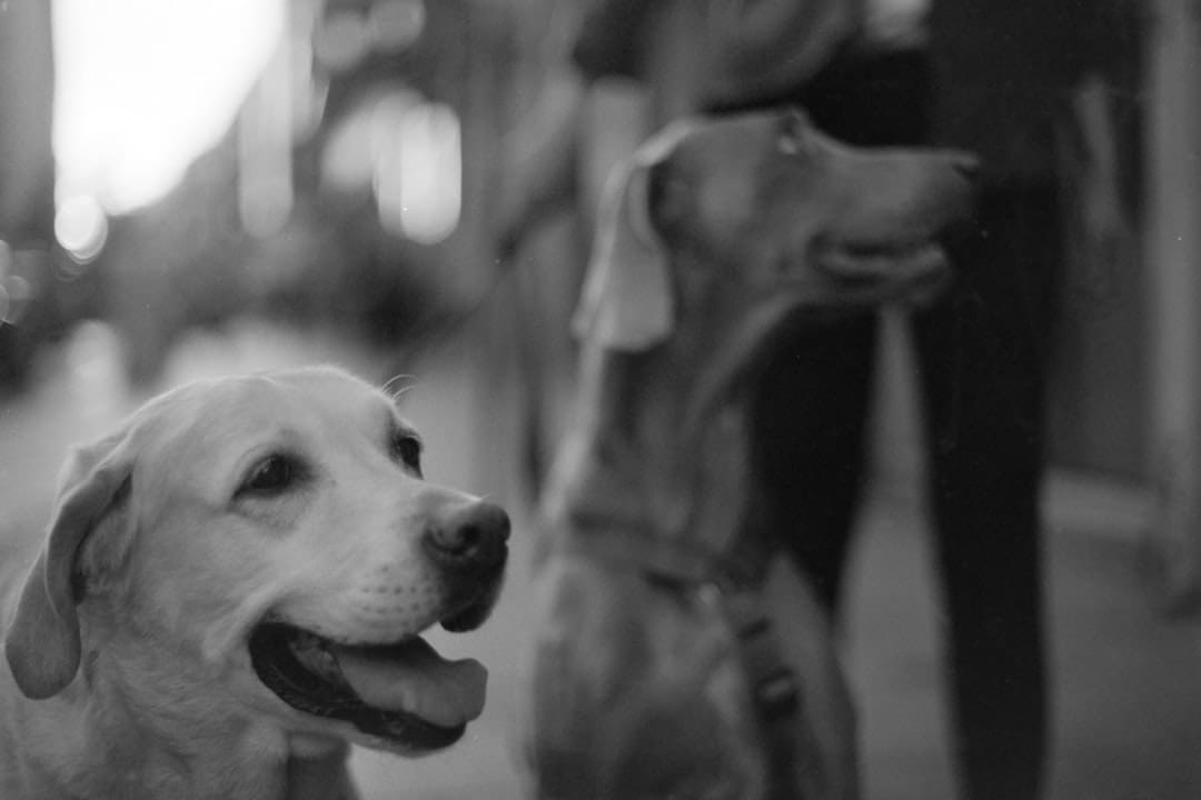 support animal vest. A black and white photo of two dogs