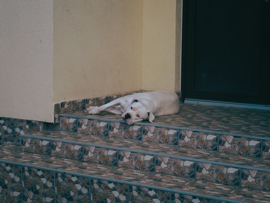 support animal vest. A white dog laying on a step next to a door