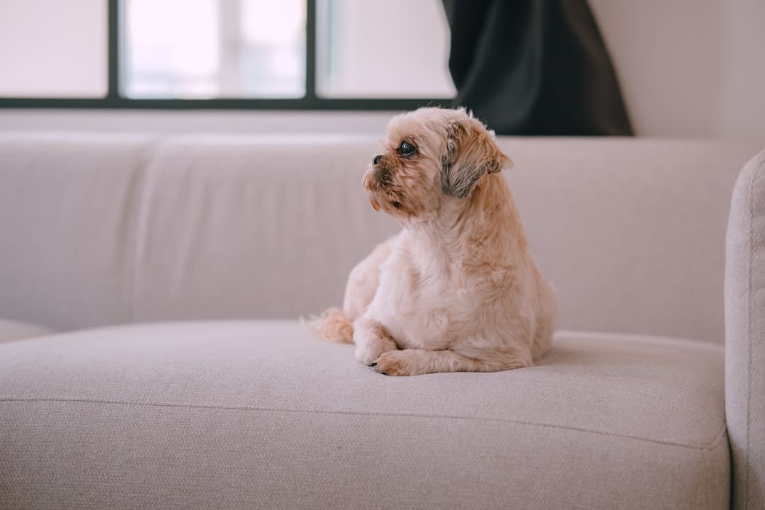 reasonable accommodation. A small tan dog rests on a white couch.