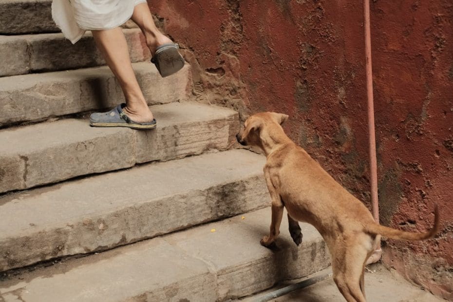 deep pressure therapy — 7 Ways Deep Pressure Therapy from Service Dogs Reduces Anxiety and Panic Attacks