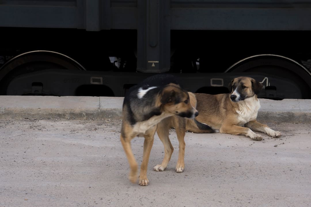 deep pressure therapy. Black and tan short coat medium sized dog