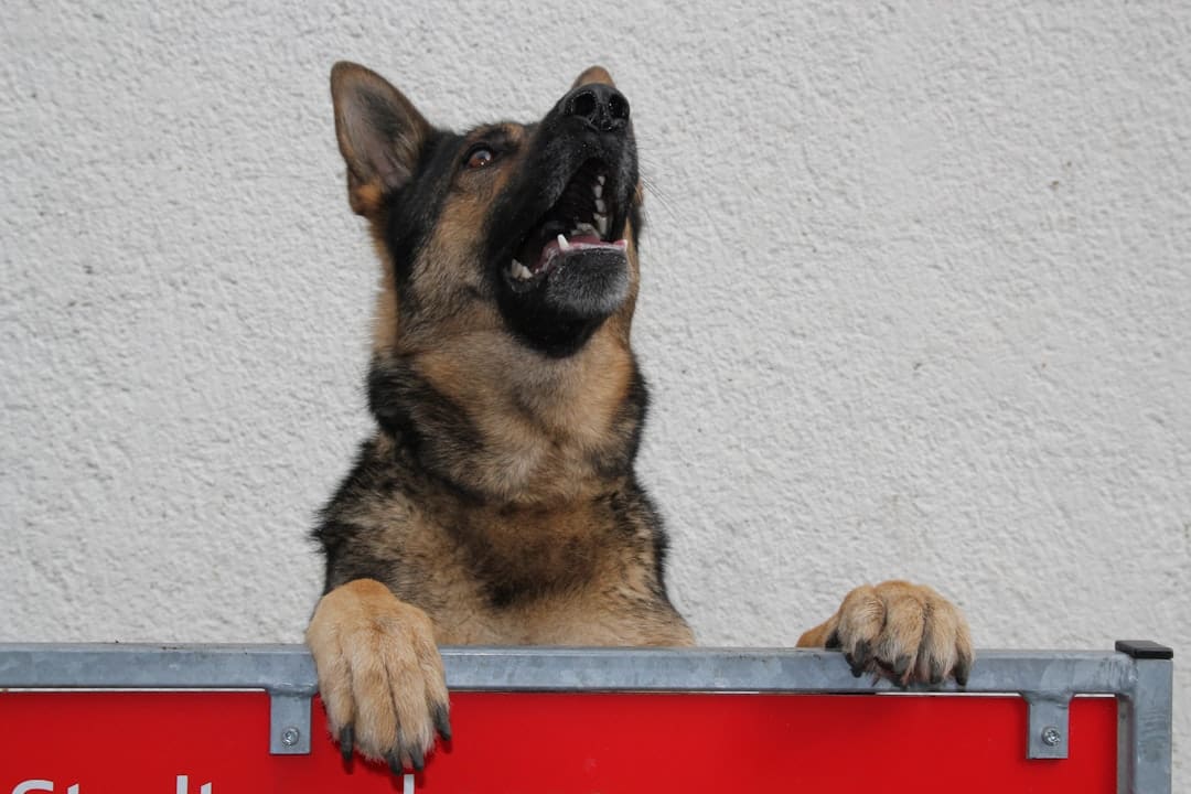owner trained service dogs. Black and tan german shepherd puppy
