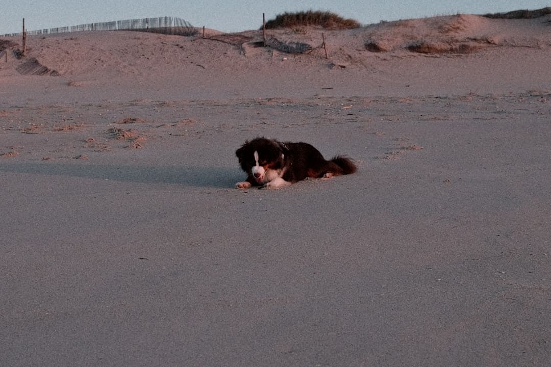 train your own service dog. A black and white dog laying on top of a sandy beach