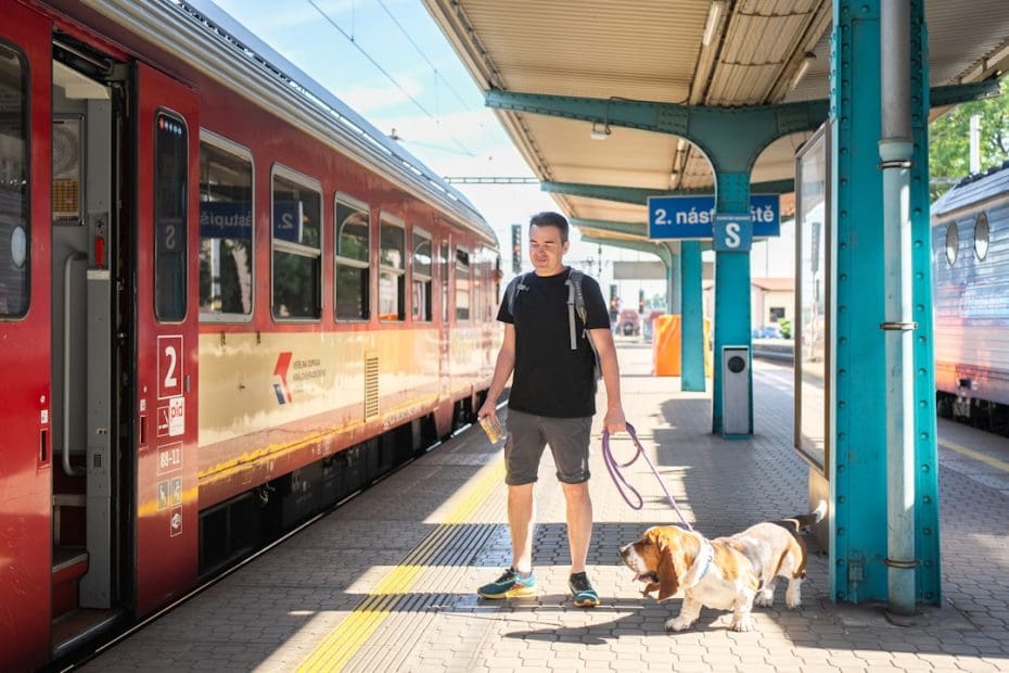 train your own service dog — Can You Train Your Own Service Dog? Here's What the Law Actually Says