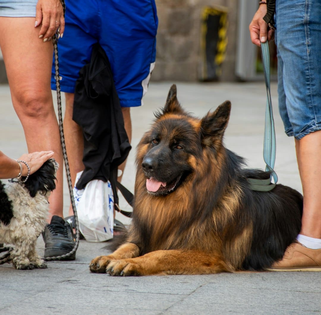 psychiatric service dog breed — a dog lying on the ground with people walking by