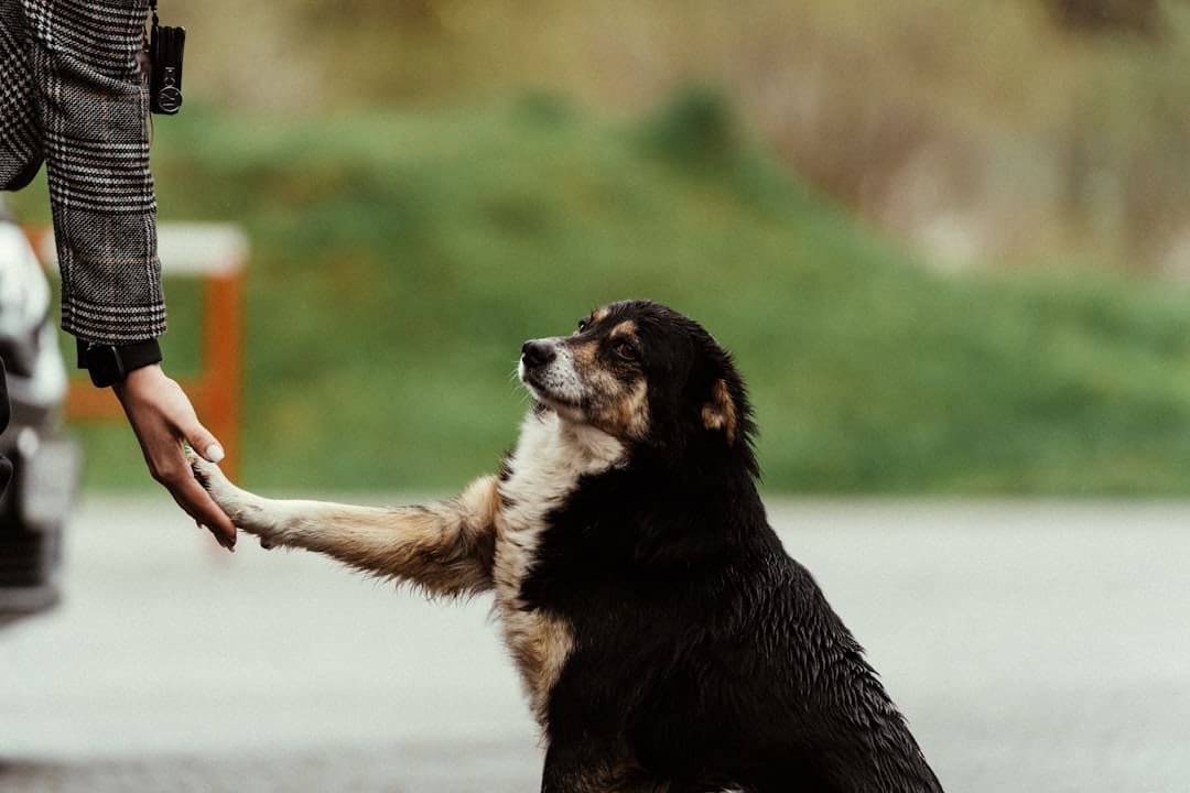 psychiatric service dog breed — a black and white dog shaking hands with a person