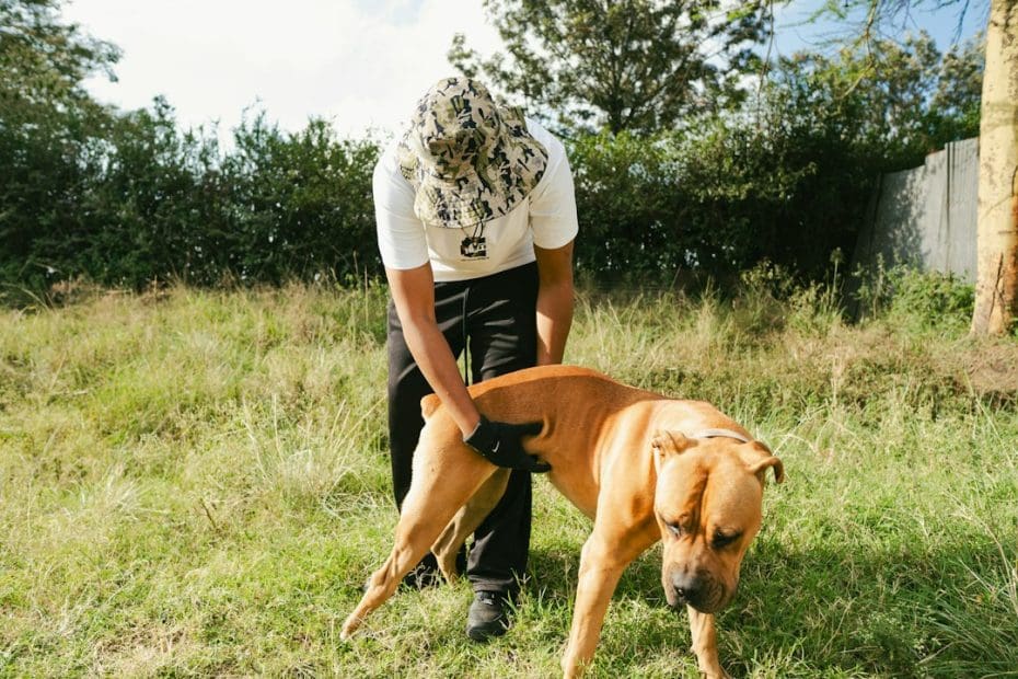 psychiatric service dog breed — Best Dog Breeds for Psychiatric Service Dog Work: What Temperament Really Means
