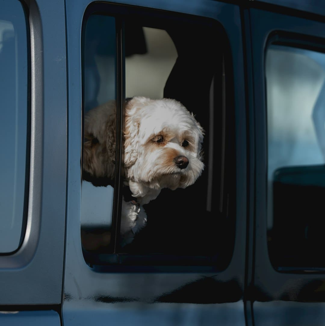 road trip service dog — A dog looks out the car window.