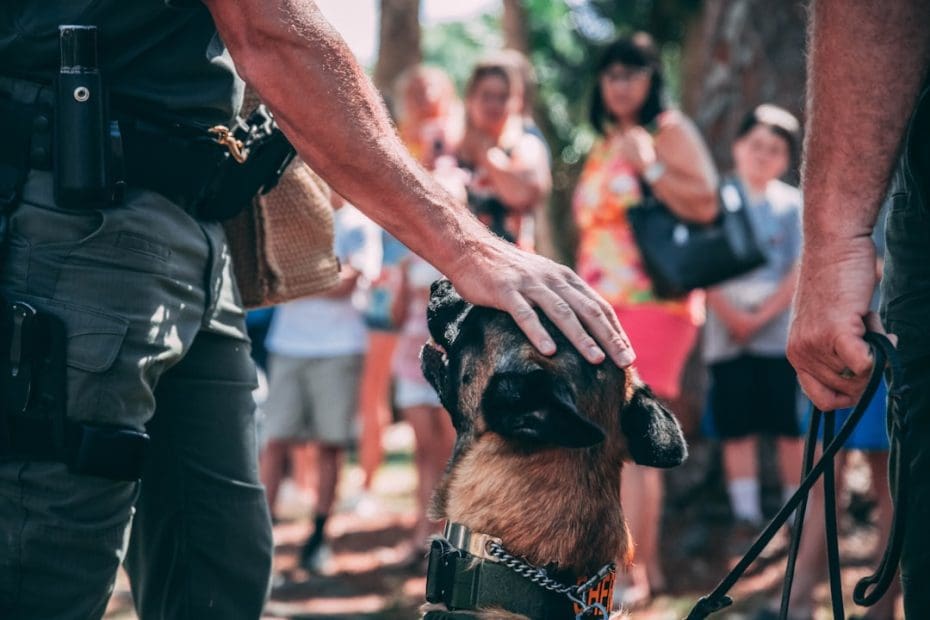 public access test — 10 Essential Public Access Test Requirements Every Service Dog Must Master in 2026