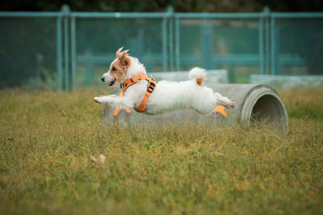 psychiatric service dog. White long coat small dog on green grass field during daytime
