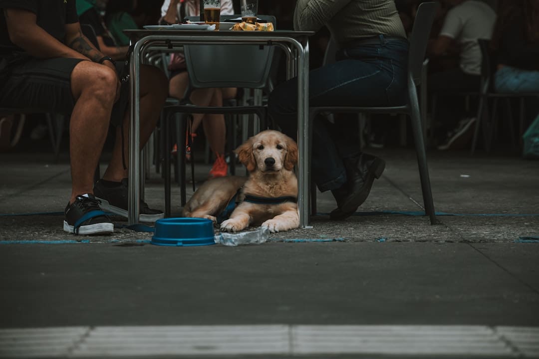 psychiatric service dog. A dog sitting under a table next to a person
