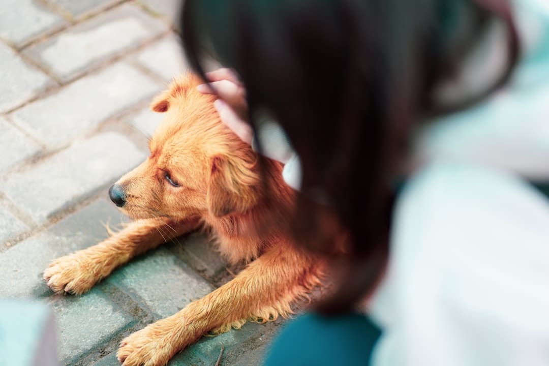 support animals service dogs — brown short coated dog lying on blue textile