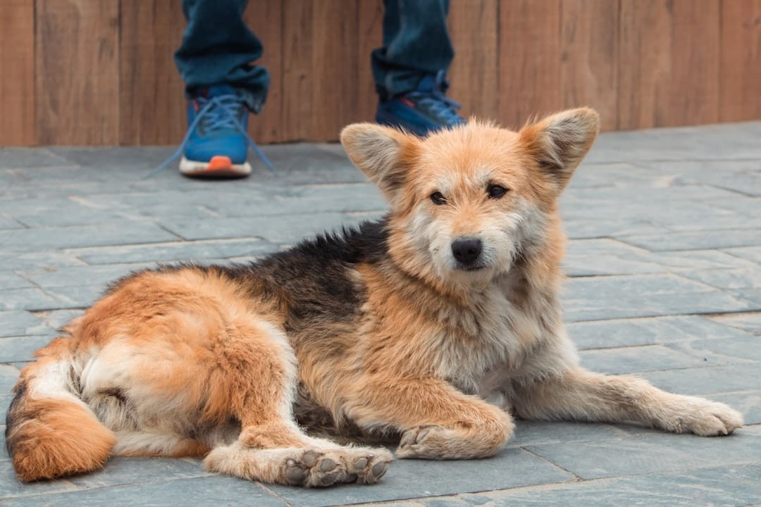 breed restrictions. A brown and black dog laying on top of a sidewalk