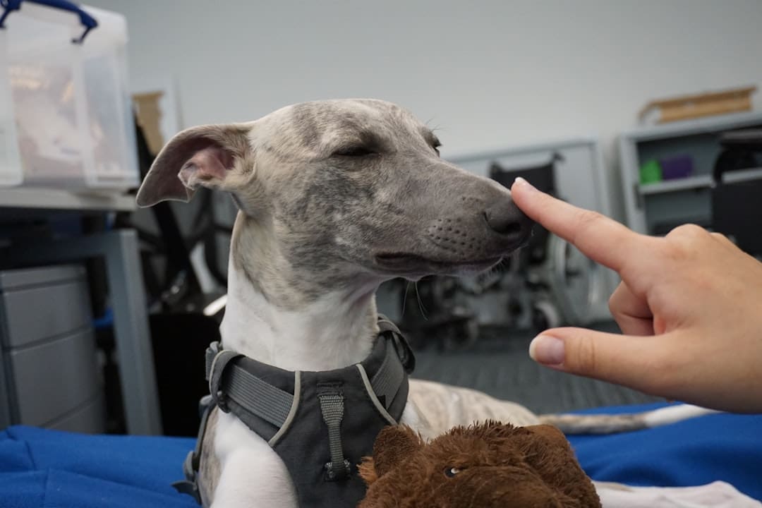breed restrictions. A dog is being petted by a person
