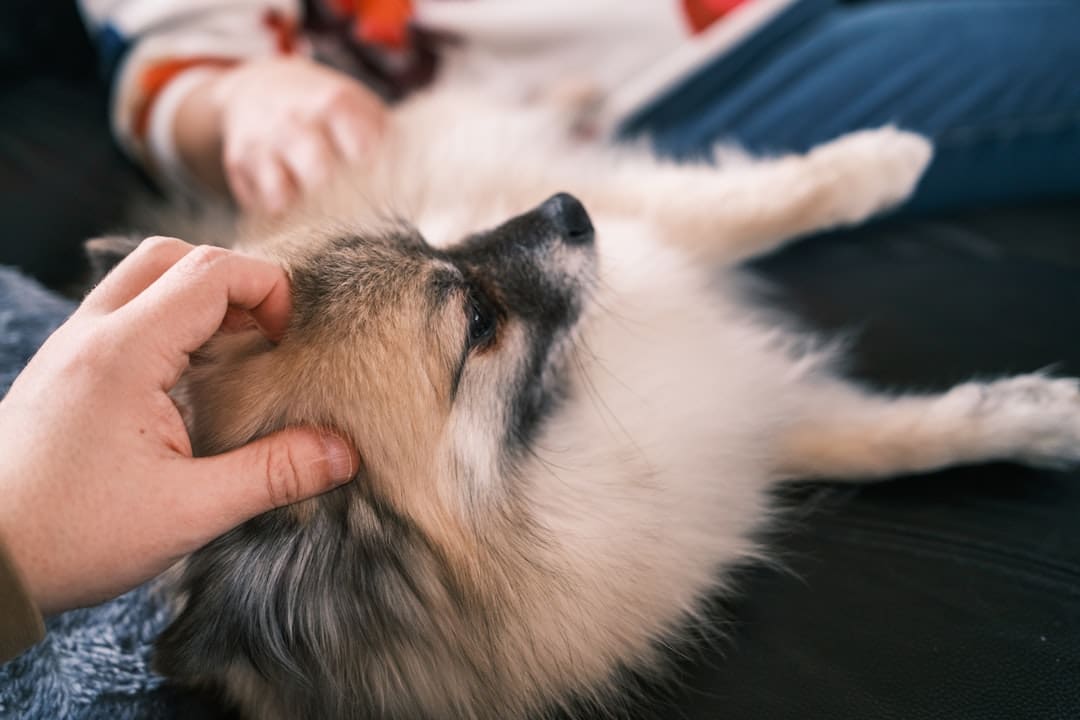 support animal letter. A person petting a fluffy dog on its back.