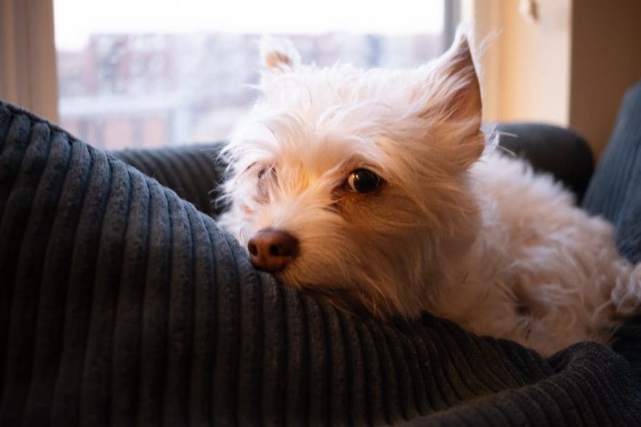pet deposit — 5 Things Landlords Cannot Charge for Support Animals: Pet Deposits & Rent Explained