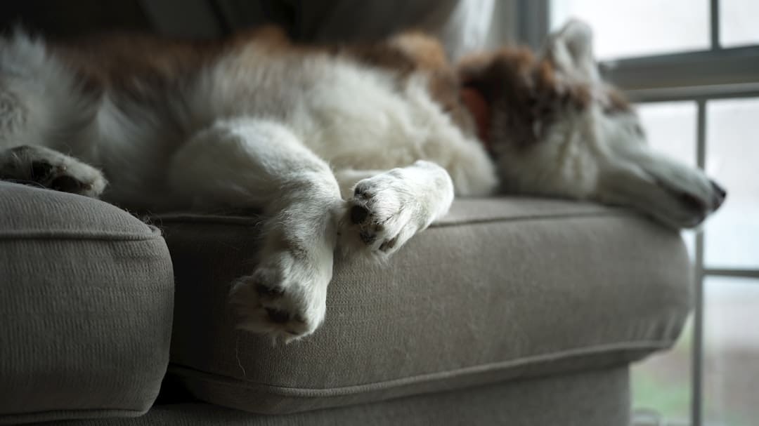pet deposit. A fluffy dog rests on a couch by the window.