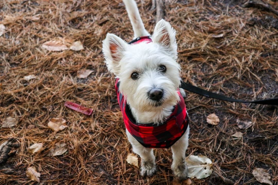 CADI service dog certification — a small white dog wearing a red vest