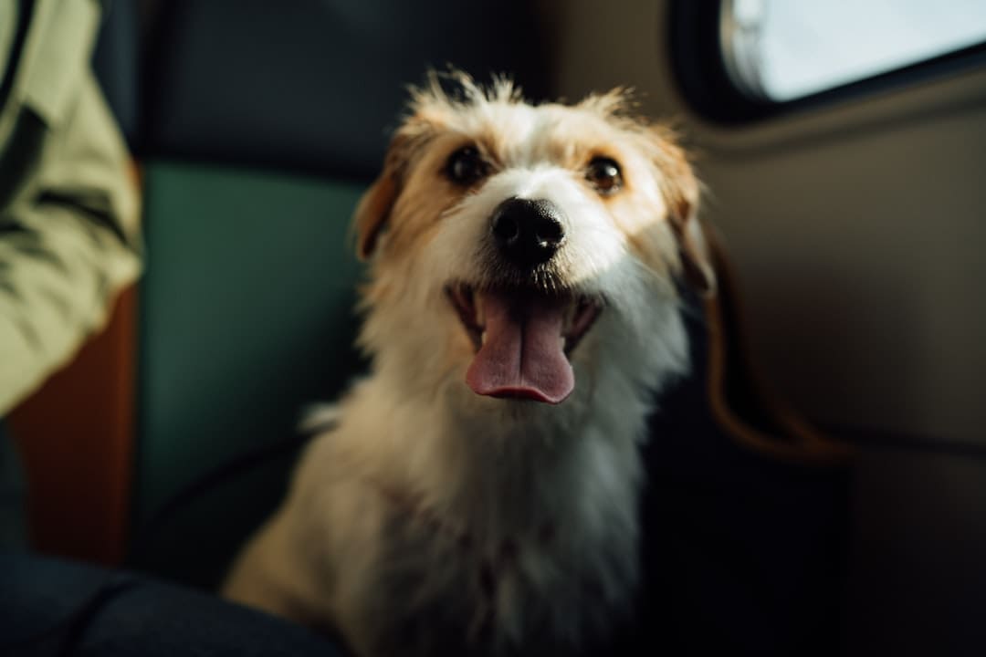 hotel policies. White and brown long coated dog