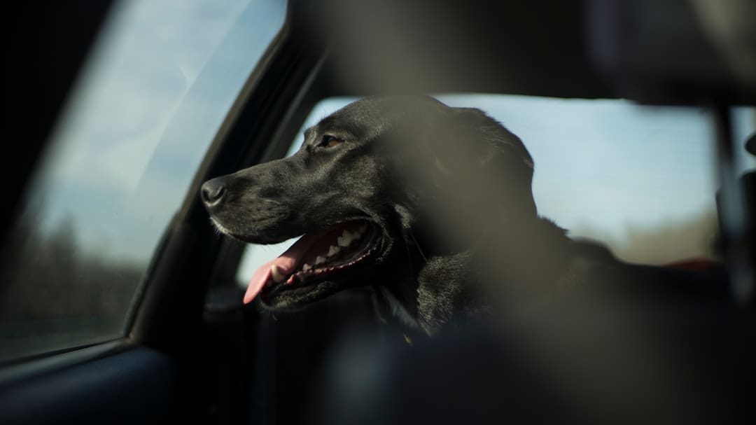 hotel policies. Short-coated black dog in car