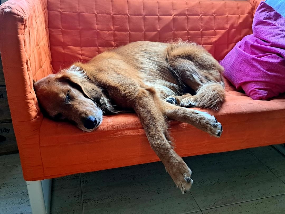 support animal condo. Golden retriever sleeping on an orange couch.
