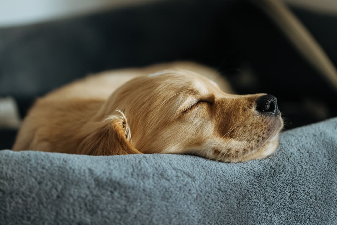 support animal accommodation. A golden retriever puppy sleeping peacefully in its bed.