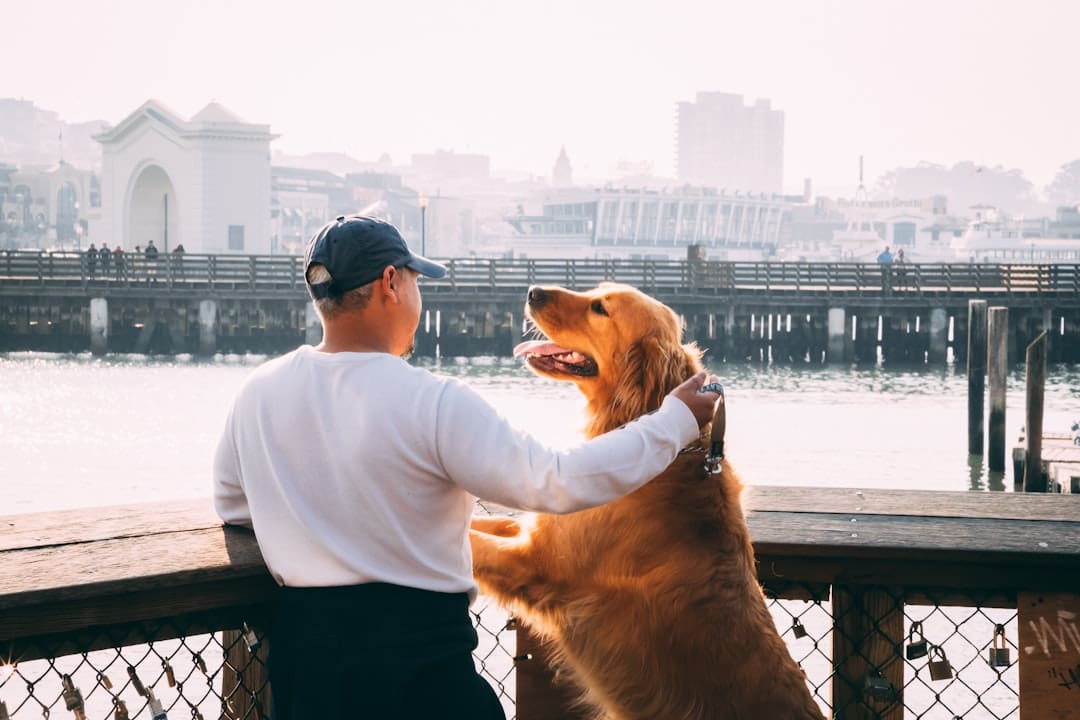 support animals depression. Man standing near Golden Labrador retriever viewing bridge and high-rise buildings