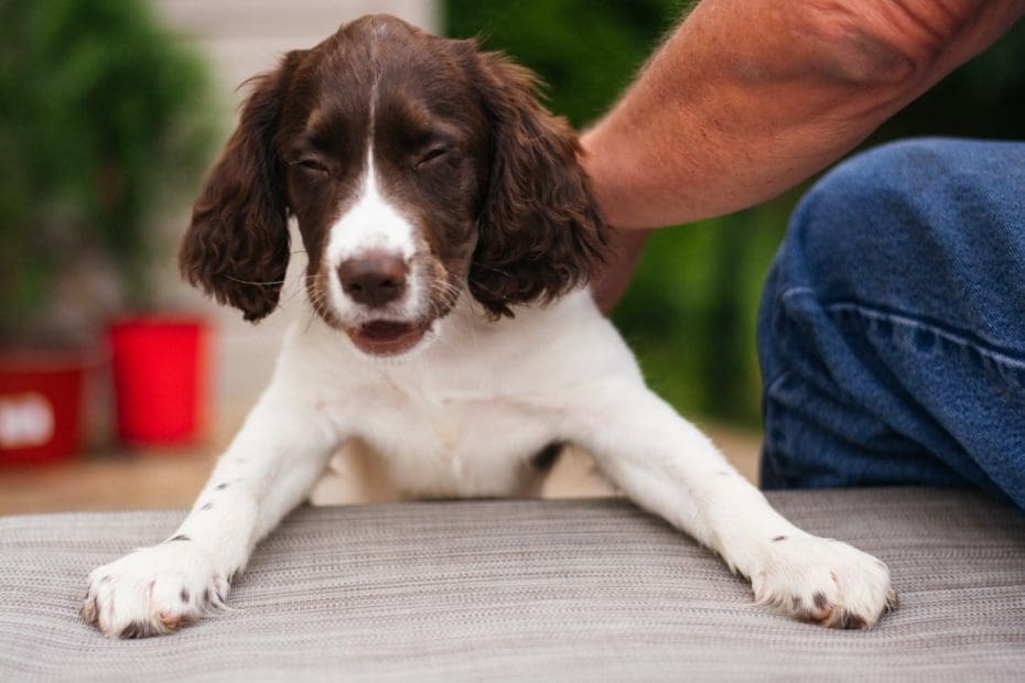 college dorm support animal — College Dorms and Support Animals: What Students Need to Know About Campus Housing Rights