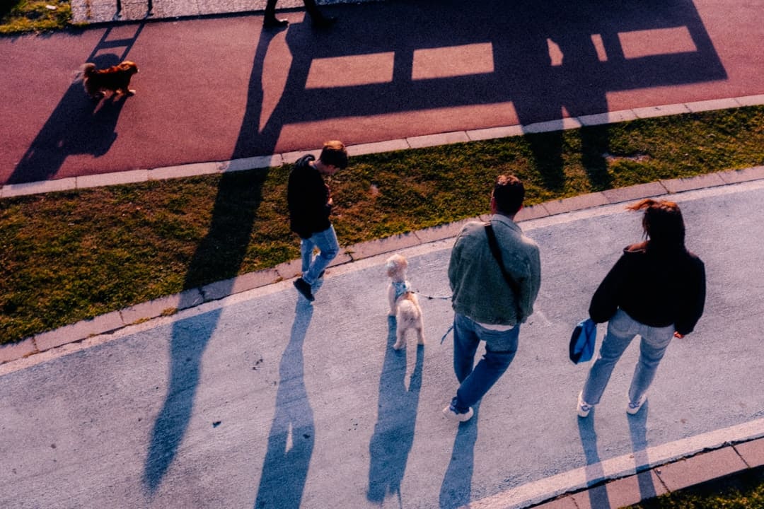 support animal vest — People walking dogs on a sunny day