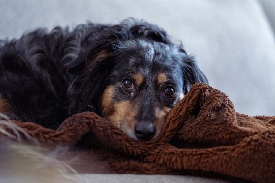pet deposit support animal — Pet Deposit for a Support Animal: What Landlords Can and Cannot Charge