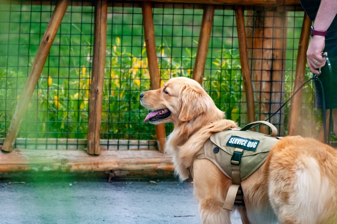 public access test — a golden retriever wearing a green vest and leash
