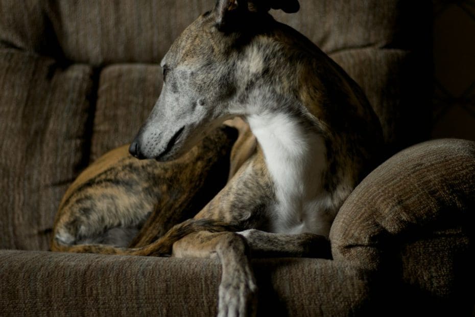 reasonable accommodation — Reasonable Accommodation for a Support Animal: How to Request It and What to Expect