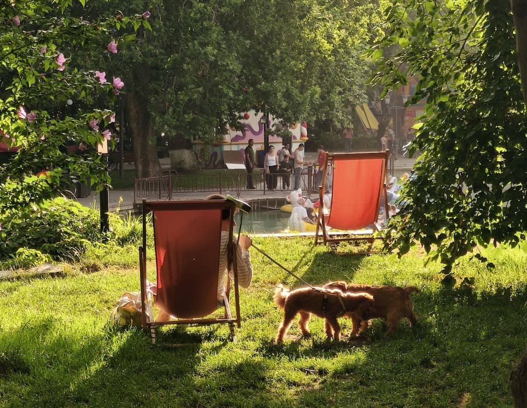 service dog public access — Puppies play near some outdoor chairs.