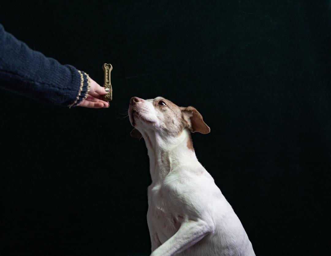 service dog training timeline — a person feeding a dog a piece of food