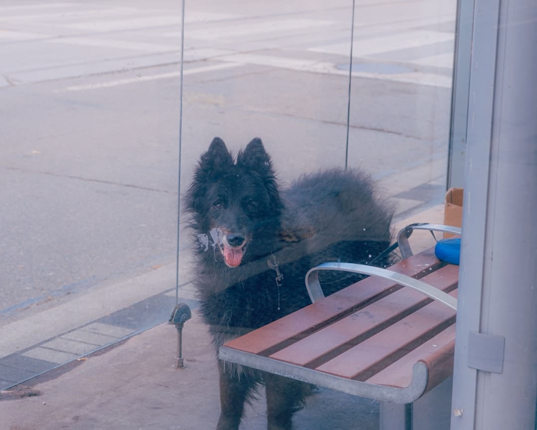 service dog training timeline — A black dog waits behind a glass window.