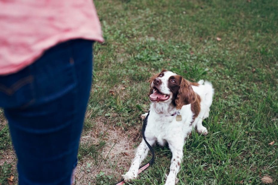 service dog training timeline — Service Dog Training Timeline: How Long Does It Really Take?