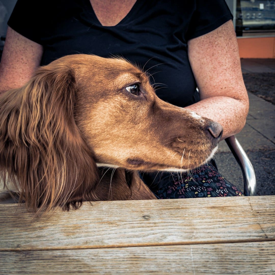 service dog vs support animal — a dog lying on a bench