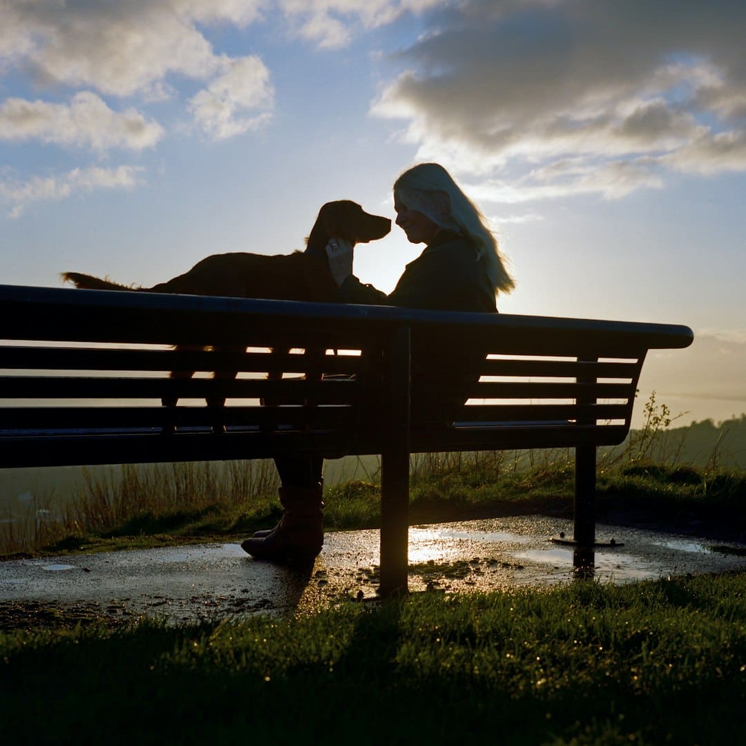 depression support animal — person sitting on brown wooden bench during daytime