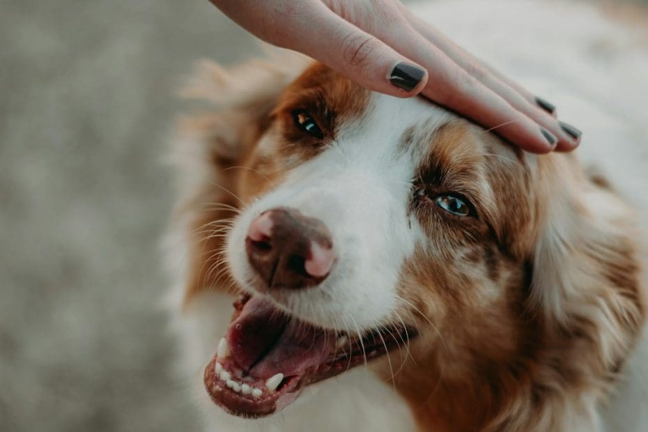 autism support animal — Support Animals for Children with Autism: What Parents Need to Know
